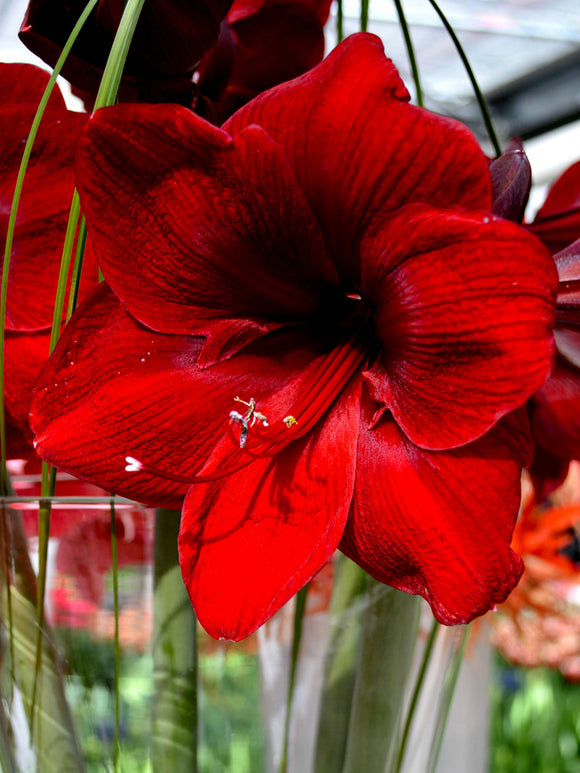 Amaryllis Royal Velvet