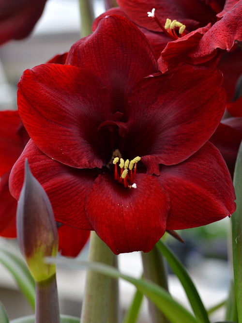 Amaryllis Royal Velvet | DutchGrown™