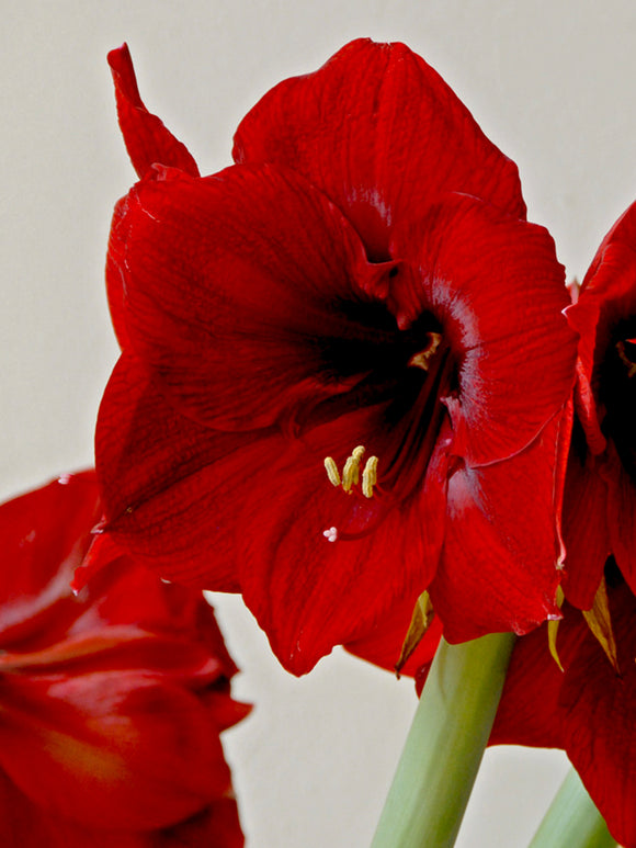 Köp Amaryllis Royal Velvet från DutchGrown™
