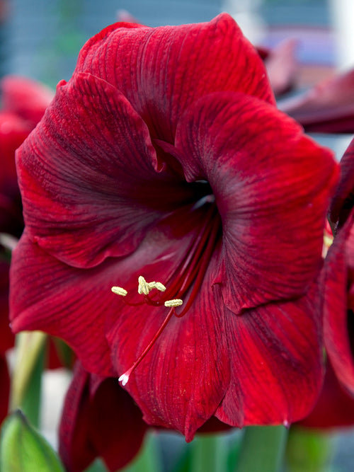 Köp Amaryllis Royal Velvet från DutchGrown™