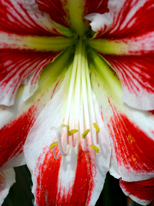Amaryllis Spartacus från Holland