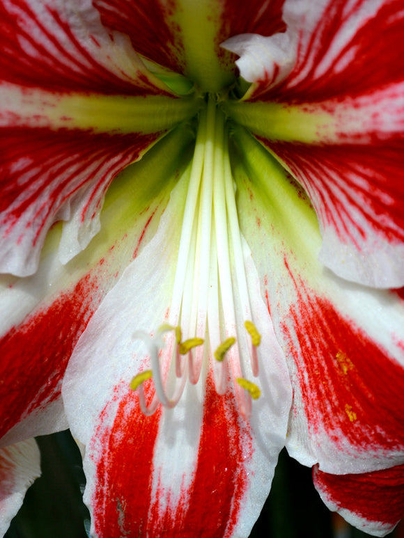 Amaryllis Spartacus från Holland