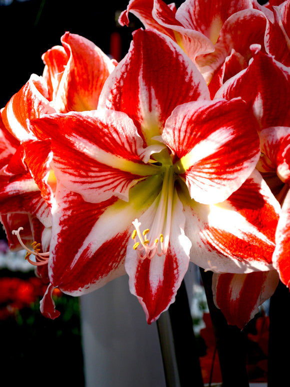 Amaryllis Spartacus från DutchGrown™