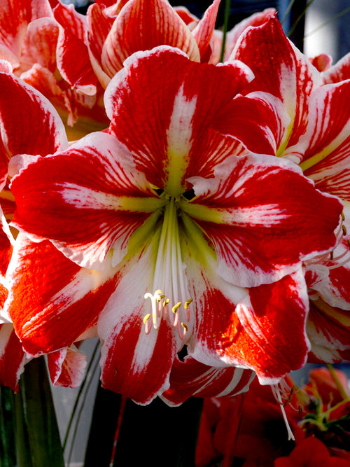 Amaryllis Spartacus från Holland | DutchGrown™