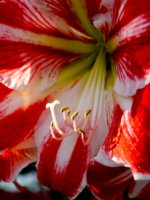 Amaryllis Spartacus från Holland hos DutchGrown™