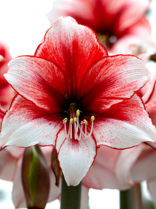 Amaryllis Temptation