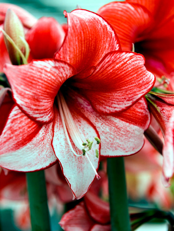 Amaryllis Temptation