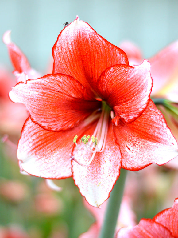 Köp Amaryllis Temptation Blomsterlökar | DutchGrown™