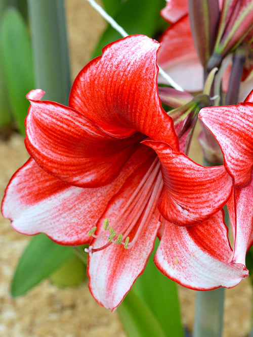 Köp Amaryllis Temptation | DutchGrown™
