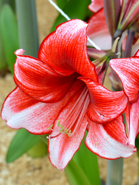 Köp Amaryllis Temptation | DutchGrown™