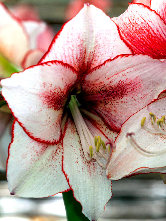 Köp Amaryllis Temptation | DutchGrown™