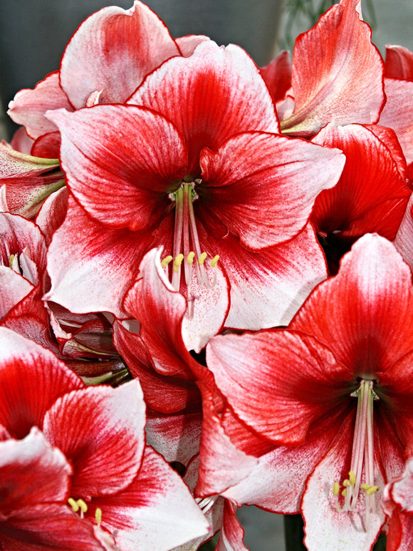 Amaryllis Temptation Blomsterlökar | DutchGrown™