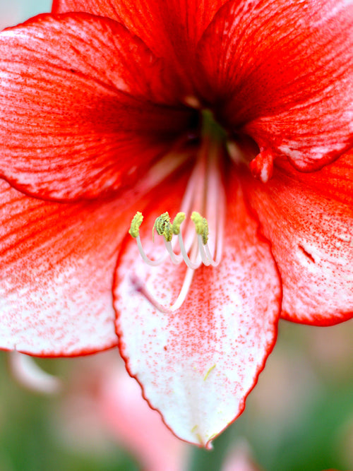 Köp Amaryllis Temptation Blomsterlökar från DutchGrown™