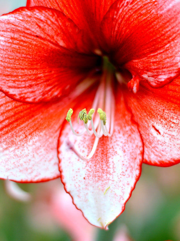 Köp Amaryllis Temptation Blomsterlökar från DutchGrown™