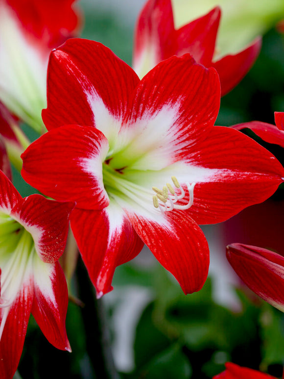 Köp Amaryllis Bulbs Tres Chic från Holland | DutchGrown™