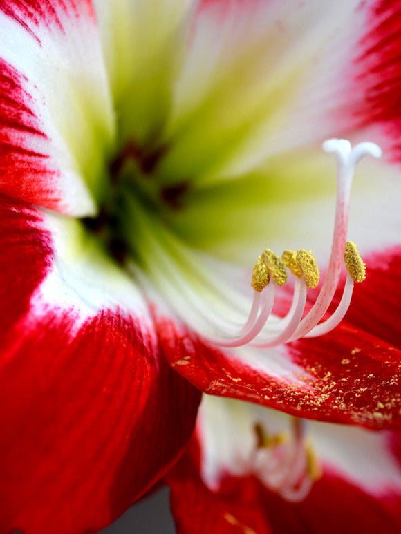 Amaryllis Bulbs Tres Chic från Holland | DutchGrown™