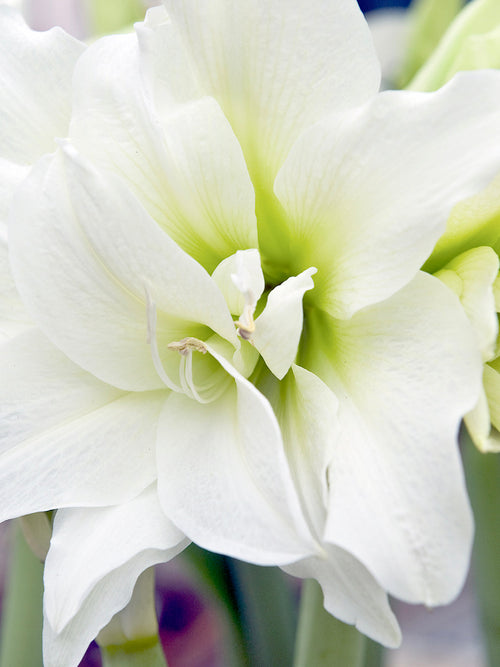 Köp Dubbel Amaryllis White Nymph | DutchGrown™