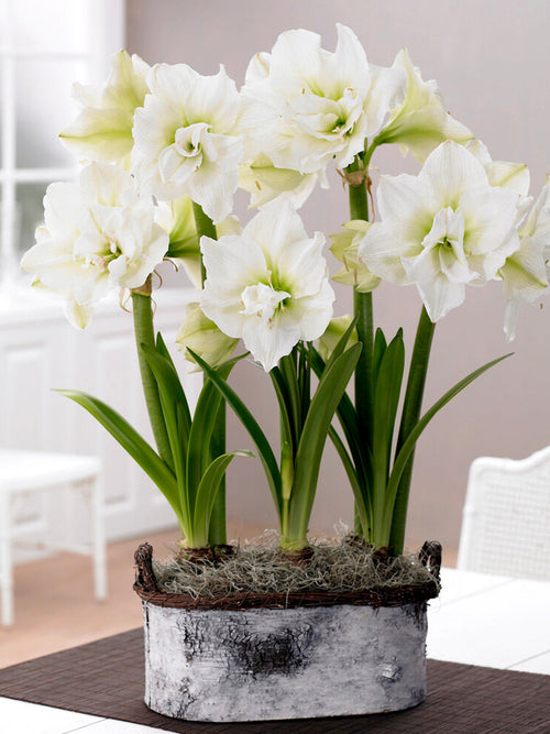 Dubbel Amaryllis White Nymph från Holland | DutchGrown™