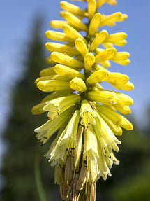 Fackellilja Citrina (Kniphofia)