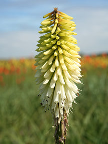 Fackellilja Ice Queen (Kniphofia)