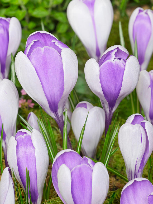 Krokus Whale Shark som växer bland vårens första gröna strån