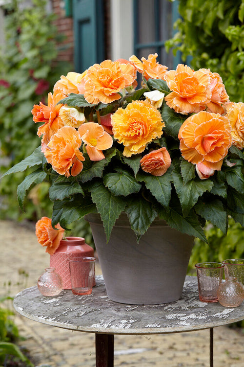 Begonia Picotee Lace Apricot Köp blomsterlökar online