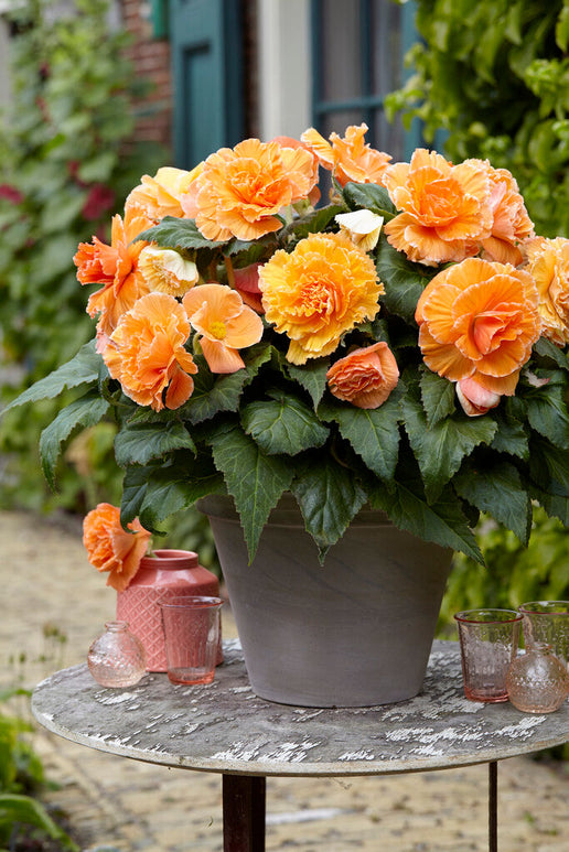 Begonia Picotee Lace Apricot Köp blomsterlökar online