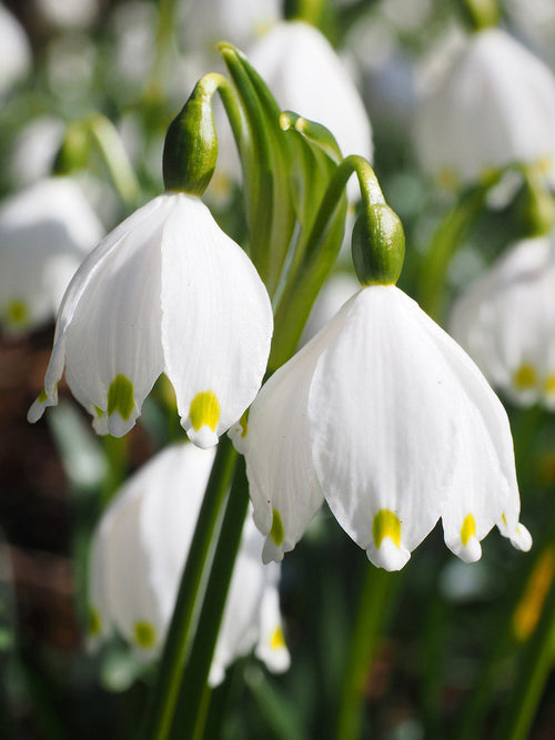 Köp Leucojum Gravetye Giant (Snöklocka) - DutchGrown™