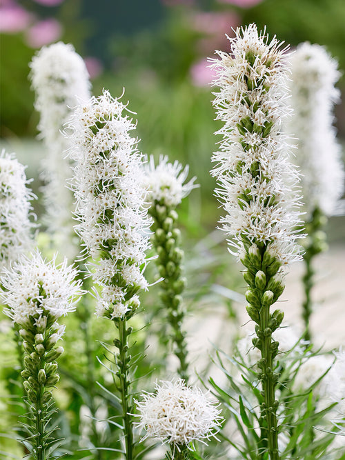 Beställ Liatris Spicata Alba