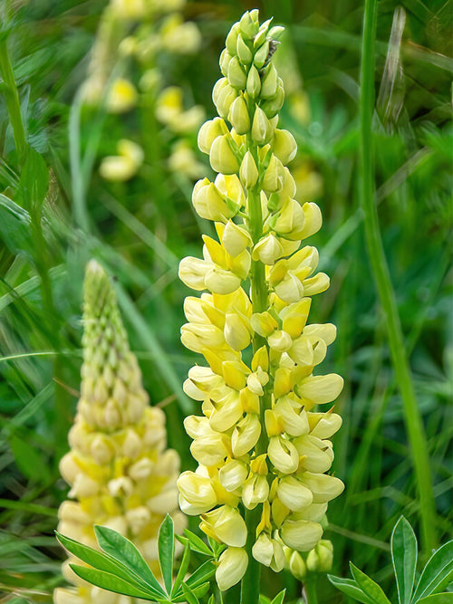 Köp Lupin Chandelier