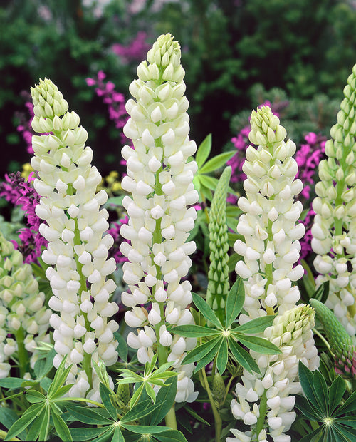 Köp Lupin Noble Maiden