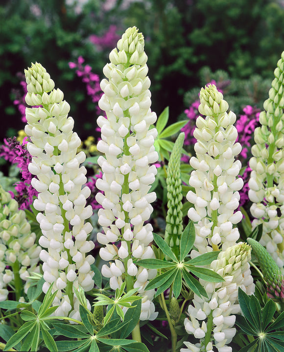 Köp Lupin Noble Maiden