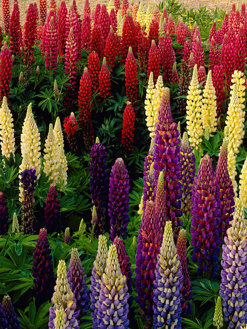 Köp Lupin Russell Hybrids