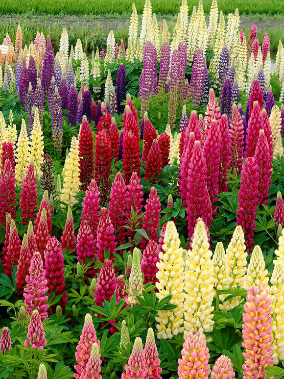 Mix Lupin Russell Hybrids