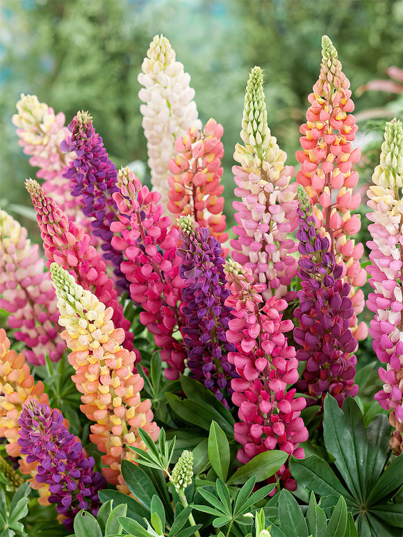 Köp Lupin Russell Hybrids
