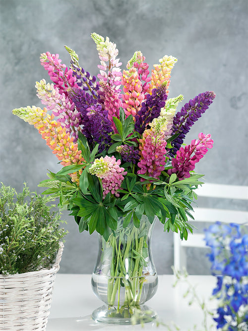 Mix Lupin Lupin Russell Hybrids Barrotade perenner