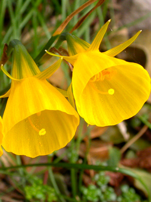 Minipåsklilja bulbocodium Golden Bells