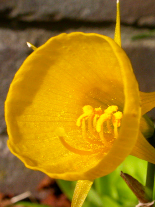 Minipåsklilja bulbocodium Golden Bells | DutchGrown™Köp Minipåsklilja bulbocodium Golden Bells | DutchGrown™