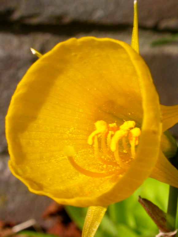 Minipåsklilja bulbocodium Golden Bells | DutchGrown™Köp Minipåsklilja bulbocodium Golden Bells | DutchGrown™