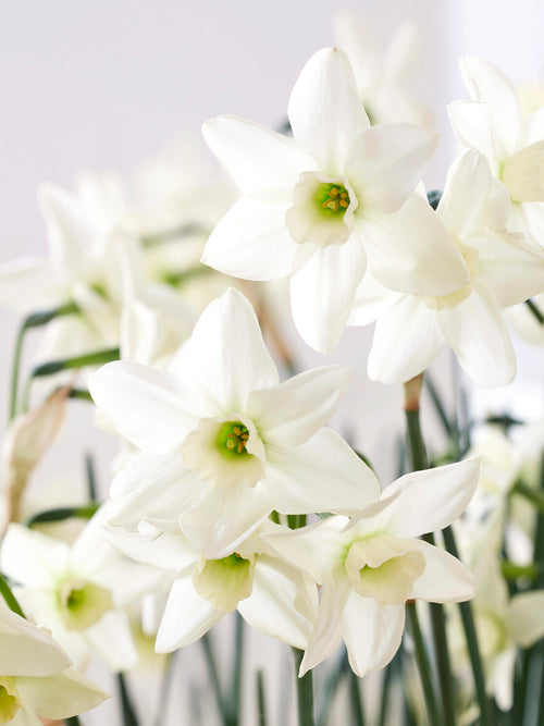 mini påsklilja Polar Hunter grön vit blomma