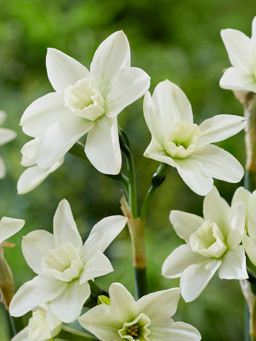 narciss Polar Hunter flera blommor per stjälk