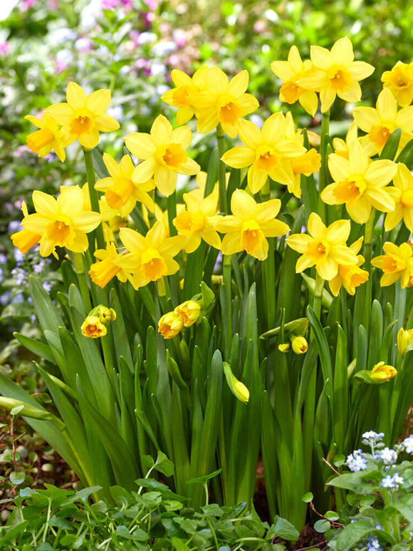 Köp Minipåsklilja Tete a Tete | Blomsterlökar från DutchGrown™