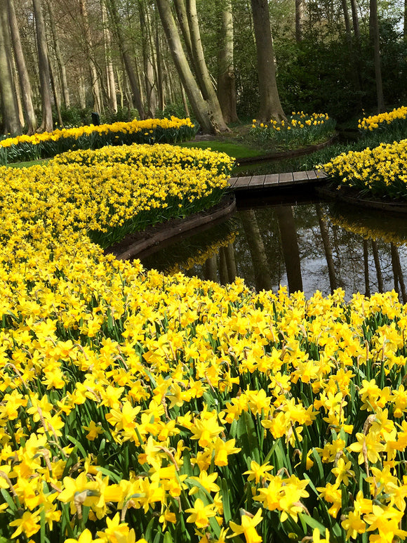 Minipåsklilja Tete a Tete | Blomsterlökar från DutchGrown™