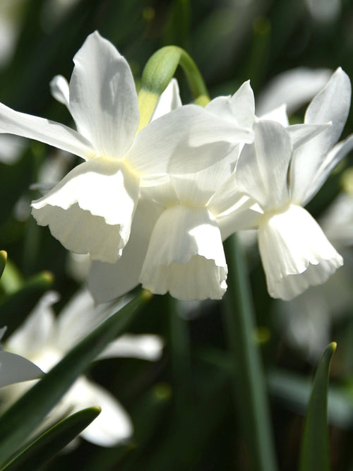 Köp Minipåsklilja Thalia | Blomsterlökar från DutchGrown™