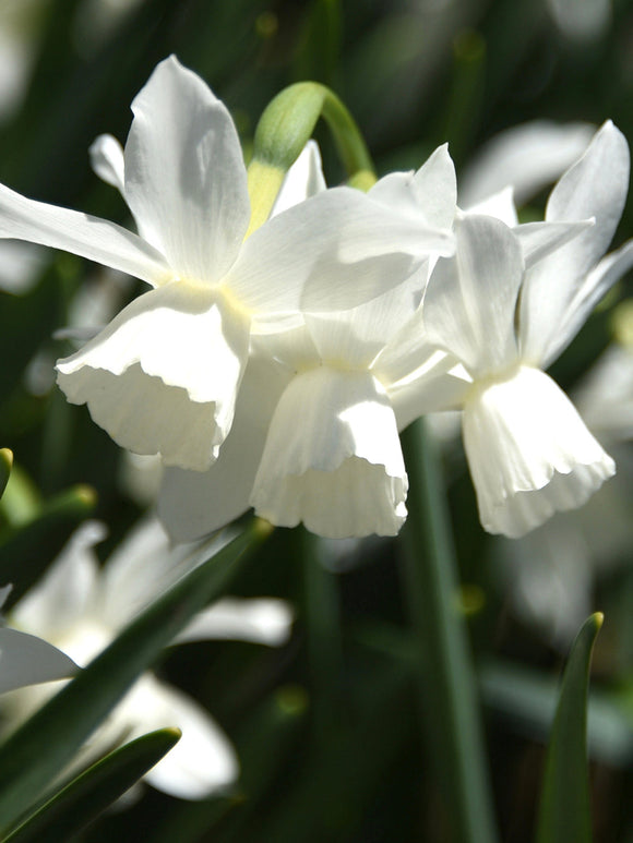 Köp Minipåsklilja Thalia | Blomsterlökar från DutchGrown™