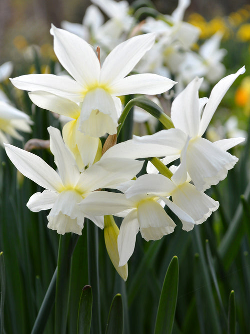 Minipåsklilja Thalia | Blomsterlökar från DutchGrown™