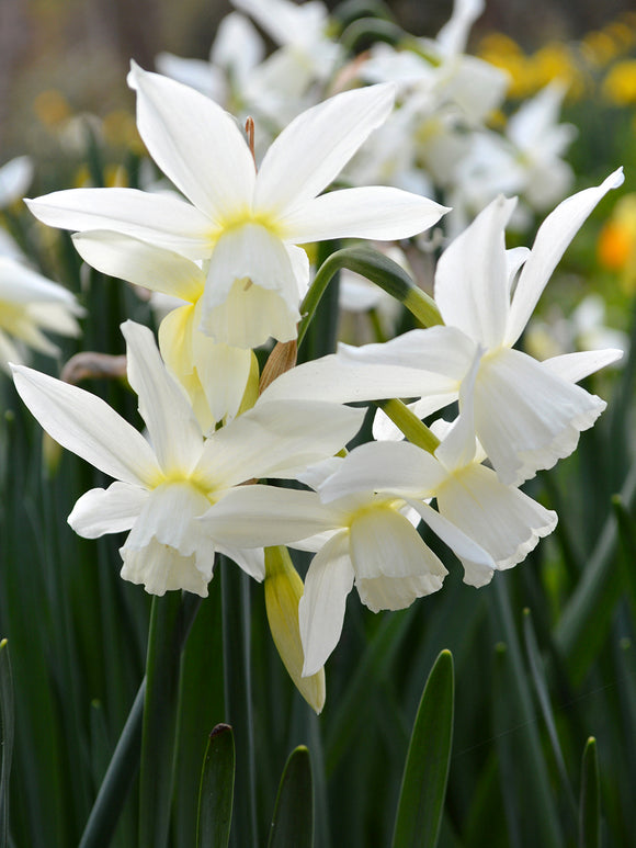 Minipåsklilja Thalia | Blomsterlökar från DutchGrown™