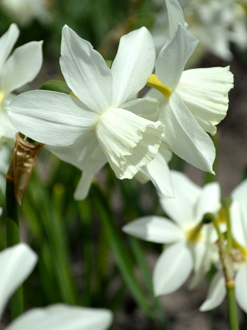 Köp Minipåsklilja Thalia | Blomsterlökar från DutchGrown™
