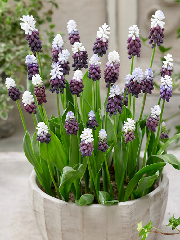 Köp Muscari Grape Ice (Druvhyacint)