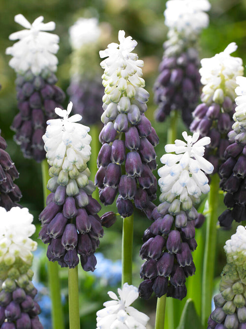 Muscari Grape Ice (Druvhyacint)